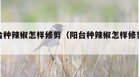 阳台种辣椒怎样修剪（阳台种辣椒怎样修剪枝条）