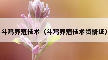斗鸡养殖技术（斗鸡养殖技术资格证）