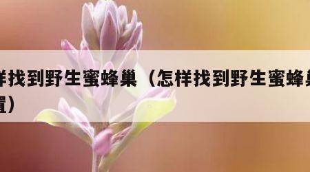 怎样找到野生蜜蜂巢（怎样找到野生蜜蜂巢的位置）