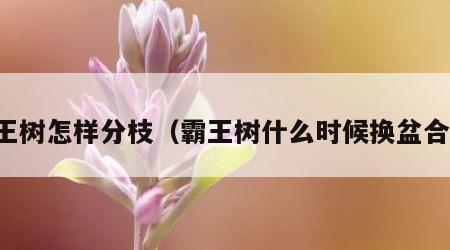 霸王树怎样分枝（霸王树什么时候换盆合适）