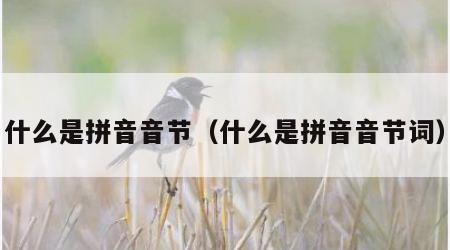 什么是拼音音节（什么是拼音音节词）