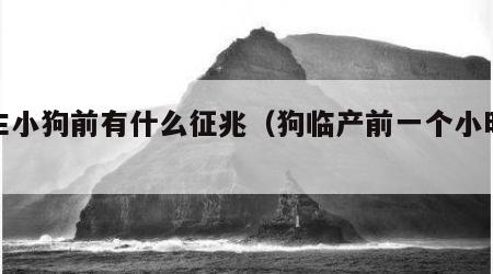 狗生小狗前有什么征兆（狗临产前一个小时症状）