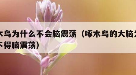 啄木鸟为什么不会脑震荡（啄木鸟的大脑为什么不得脑震荡）