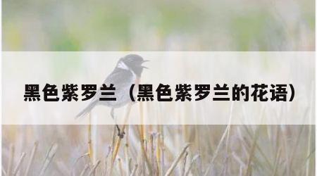 黑色紫罗兰（黑色紫罗兰的花语）