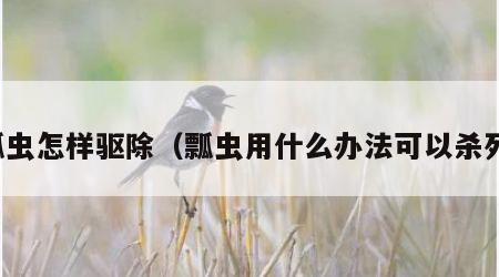 瓢虫怎样驱除（瓢虫用什么办法可以杀死）
