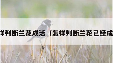 怎样判断兰花成活（怎样判断兰花已经成活）