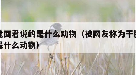 干脆面君说的是什么动物（被网友称为干脆面的是什么动物）