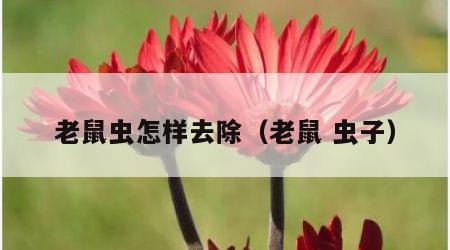 老鼠虫怎样去除（老鼠 虫子）