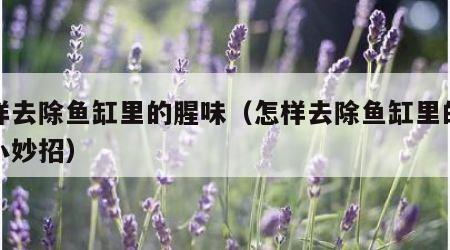 怎样去除鱼缸里的腥味（怎样去除鱼缸里的腥味小妙招）