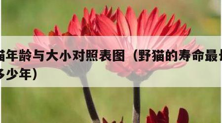 野猫年龄与大小对照表图（野猫的寿命最长能活多少年）