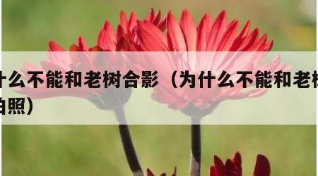 为什么不能和老树合影（为什么不能和老树合影拍照）
