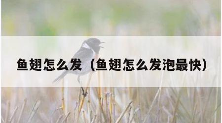 鱼翅怎么发（鱼翅怎么发泡最快）