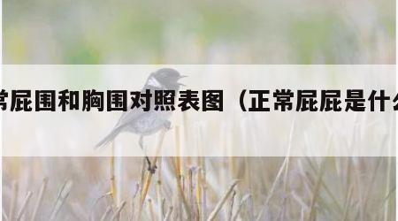正常屁围和胸围对照表图（正常屁屁是什么样的）