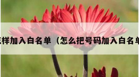 怎样加入白名单（怎么把号码加入白名单）