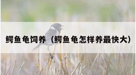 鳄鱼龟饲养（鳄鱼龟怎样养最快大）