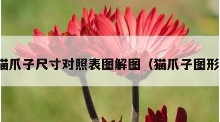 猫爪子尺寸对照表图解图（猫爪子图形）