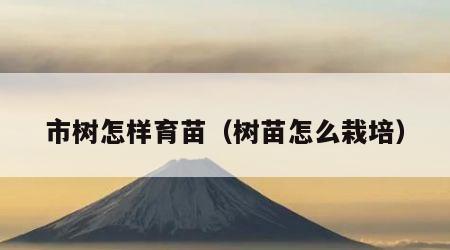 市树怎样育苗（树苗怎么栽培）