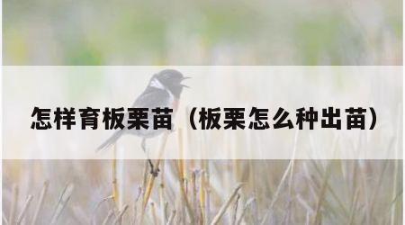 怎样育板栗苗（板栗怎么种出苗）