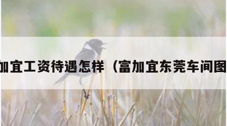 富加宜工资待遇怎样（富加宜东莞车间图片）