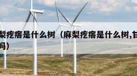 麻梨疙瘩是什么树（麻梨疙瘩是什么树,甘肃有吗）