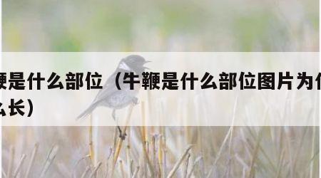 牛鞭是什么部位（牛鞭是什么部位图片为什么那么长）