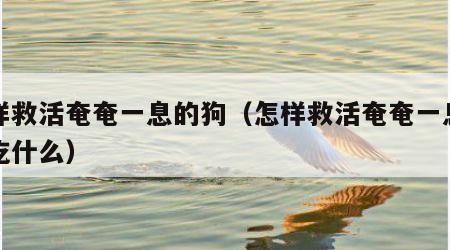 怎样救活奄奄一息的狗（怎样救活奄奄一息的狗吃什么）