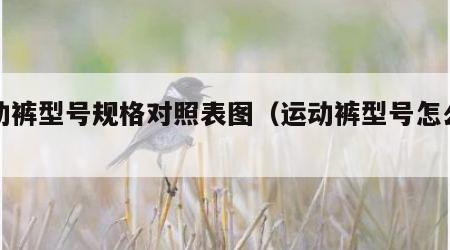 运动裤型号规格对照表图（运动裤型号怎么选）