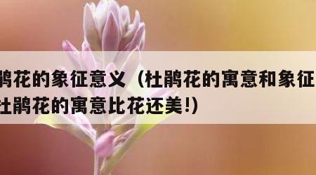 杜鹃花的象征意义（杜鹃花的寓意和象征!原来杜鹃花的寓意比花还美!）