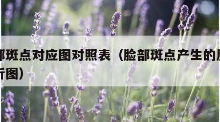 脸部斑点对应图对照表（脸部斑点产生的原因分析图）