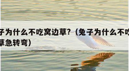 兔子为什么不吃窝边草?（兔子为什么不吃窝边草急转弯）