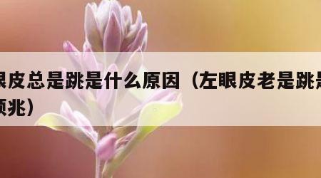 左眼皮总是跳是什么原因（左眼皮老是跳是什么预兆）