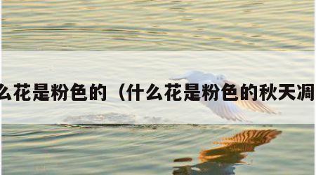 什么花是粉色的（什么花是粉色的秋天凋谢）