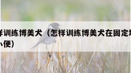 怎样训练博美犬（怎样训练博美犬在固定地方大小便）