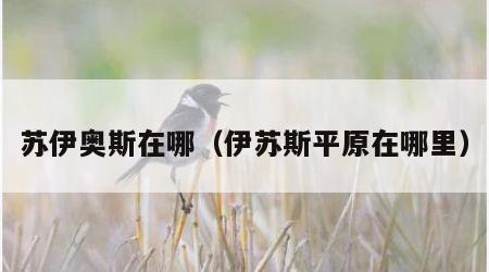 苏伊奥斯在哪（伊苏斯平原在哪里）