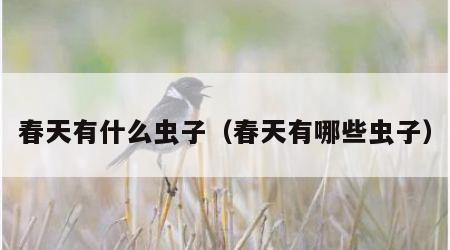 春天有什么虫子（春天有哪些虫子）