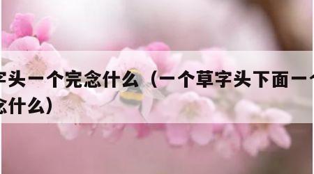 草字头一个完念什么（一个草字头下面一个完字念什么）