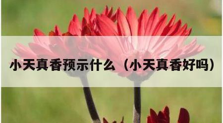 小天真香预示什么（小天真香好吗）