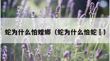 蛇为什么怕螳螂（蛇为什么怕蛇獴）