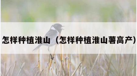 怎样种植淮山（怎样种植淮山薯高产）