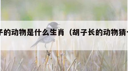 胡子的动物是什么生肖（胡子长的动物猜一肖）
