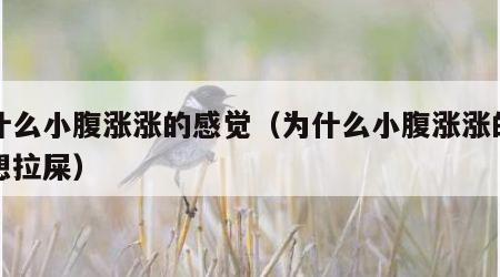 为什么小腹涨涨的感觉（为什么小腹涨涨的感觉想拉屎）