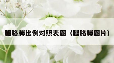 腿胳膊比例对照表图（腿胳膊图片）
