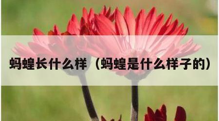 蚂蝗长什么样（蚂蝗是什么样子的）