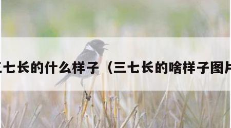 三七长的什么样子（三七长的啥样子图片）