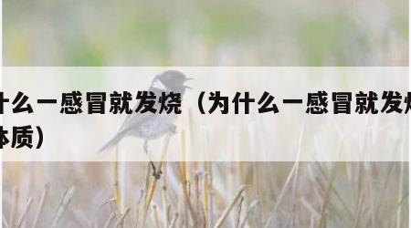 为什么一感冒就发烧（为什么一感冒就发烧什么体质）