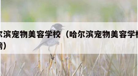 哈尔滨宠物美容学校（哈尔滨宠物美容学校排行榜）