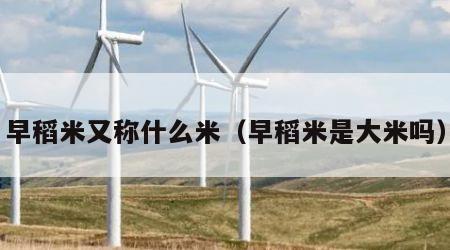 早稻米又称什么米（早稻米是大米吗）