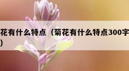 菊花有什么特点（菊花有什么特点300字作文）