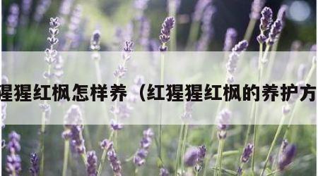 出猩猩红枫怎样养（红猩猩红枫的养护方法）
