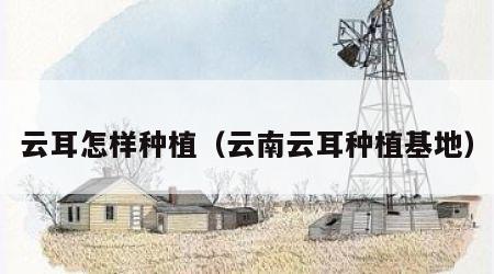 云耳怎样种植（云南云耳种植基地）